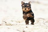 YORKSHIRE TERRIER 057